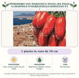 Pomodoro San Marzano e Ovale (da palo) A grappolo O'Marzaniello Babyzano F1: 1 pianta in vaso da 10 cm. Sole; ombra nelle ore più calde. Bagnature regolari, senza ristagni. Pacciamare.. Immagine indicativa.