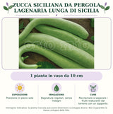 Zucca Siciliana da pergola Lagenaria lunga di Sicilia: 1 pianta in vaso da 10 cm. Posizione in pieno sole. Bagnature regolari, senza ristagni. Pacciamare e separare i frutti maturanti dal terreno con un supporto.. Immagine indicativa.