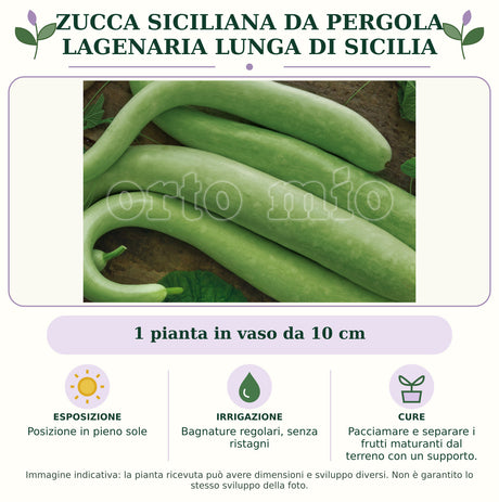 Zucca Siciliana da pergola Lagenaria lunga di Sicilia: 1 pianta in vaso da 10 cm. Posizione in pieno sole. Bagnature regolari, senza ristagni. Pacciamare e separare i frutti maturanti dal terreno con un supporto.. Immagine indicativa.