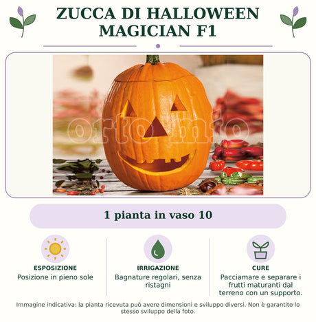 Zucca Di Halloween Magician F1: 1 pianta in vaso 10. Posizione in pieno sole. Bagnature regolari, senza ristagni. Pacciamare e separare i frutti maturanti dal terreno con un supporto.. Immagine indicativa.