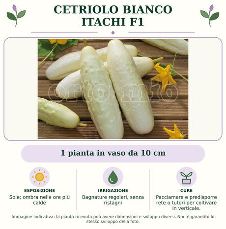 Cetriolo Bianco Itachi F1: 1 pianta in vaso da 10 cm. Sole; ombra nelle ore più calde. Bagnature regolari, senza ristagni. Pacciamare e predisporre rete o tutori per coltivare in verticale.. Immagine indicativa.