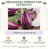 Melanzana striata var. Lucilla F1: 1 pianta in vaso da 10 cm. Sole; ombra nelle ore più calde. Bagnature regolari, senza ristagni. Pacciamare e sostenere fusto e rami carichi.. Immagine indicativa.