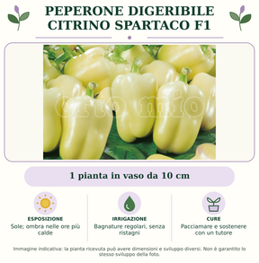 Peperone Digeribile Citrino Spartaco F1: 1 pianta in vaso da 10 cm. Sole; ombra nelle ore più calde. Bagnature regolari, senza ristagni. Pacciamare e sostenere con un tutore. Immagine indicativa.