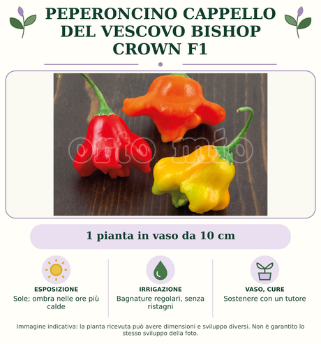 Peperoncino Cappello del Vescovo Bishop Crown F1: 1 pianta in vaso da 10 cm. Sole; ombra nelle ore più calde. Bagnature regolari, senza ristagni. Sostenere con un tutore. Immagine indicativa.