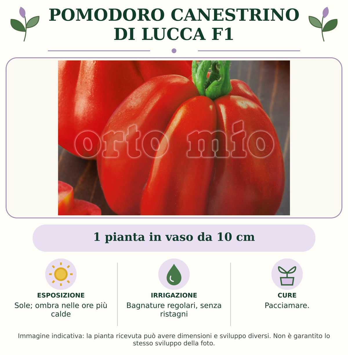 Pomodoro Canestrino di Lucca F1: 1 pianta in vaso da 10 cm. Sole; ombra nelle ore più calde. Bagnature regolari, senza ristagni. Pacciamare. Immagine indicativa.