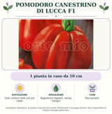 Pomodoro Canestrino di Lucca F1: 1 pianta in vaso da 10 cm. Sole; ombra nelle ore più calde. Bagnature regolari, senza ristagni. Pacciamare. Immagine indicativa.