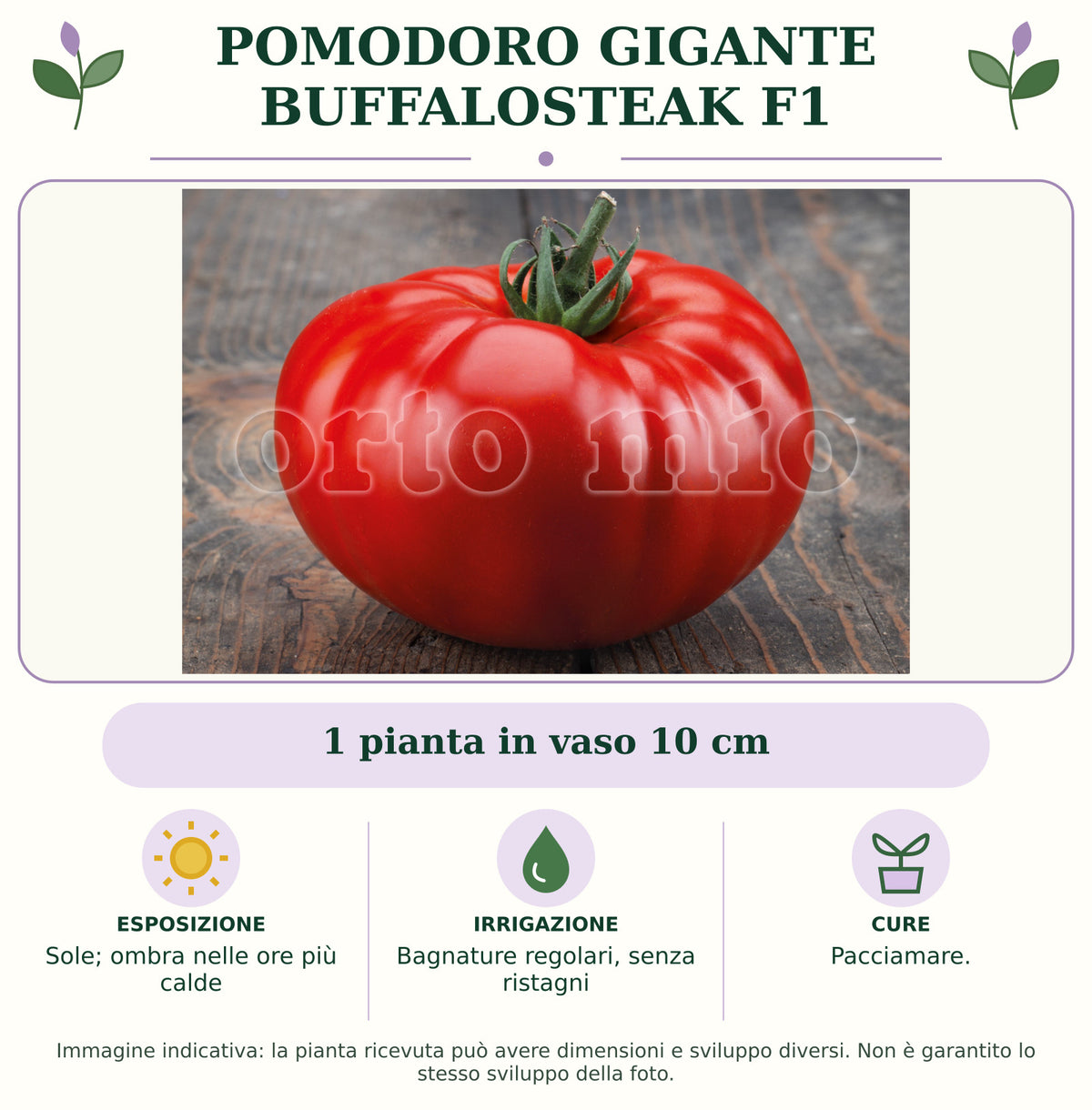 Pomodoro gigante Buffalosteak F1: 1 pianta in vaso 10 cm. Sole; ombra nelle ore più calde. Bagnature regolari, senza ristagni. Pacciamare.. Immagine indicativa.
