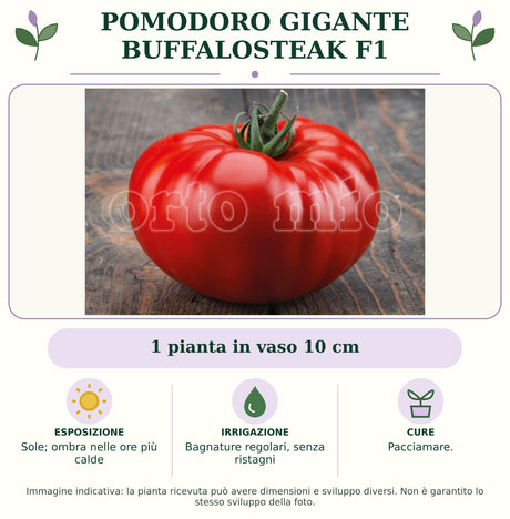 Pomodoro gigante Buffalosteak F1: 1 pianta in vaso 10 cm. Sole; ombra nelle ore più calde. Bagnature regolari, senza ristagni. Pacciamare.. Immagine indicativa.