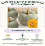 Zucca Beretta piacentina (tipo mantovana): 1 pianta in vaso da 10 cm. Posizione in pieno sole. Bagnature regolari, senza ristagni. Pacciamare e separare i frutti maturanti dal terreno con un supporto.. Immagine indicativa.