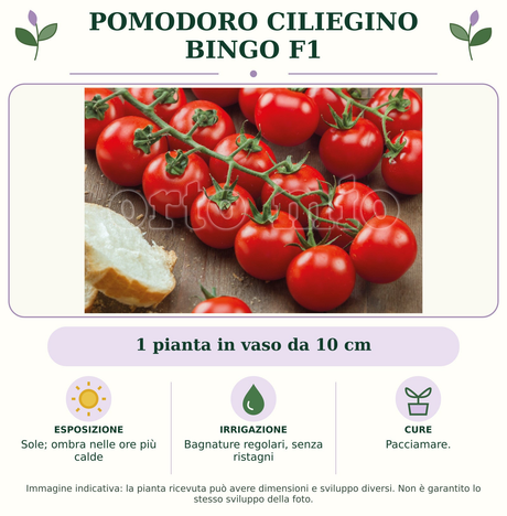 Pomodoro ciliegino Bingo F1: 1 pianta in vaso da 10 cm. Sole; ombra nelle ore più calde. Bagnature regolari, senza ristagni. Pacciamare.. Immagine indicativa.