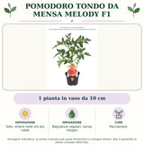 Pomodoro tondo da mensa Melody F1: 1 pianta in vaso da 10 cm. Sole; ombra nelle ore più calde. Bagnature regolari, senza ristagni. Pacciamare.. Immagine indicativa.