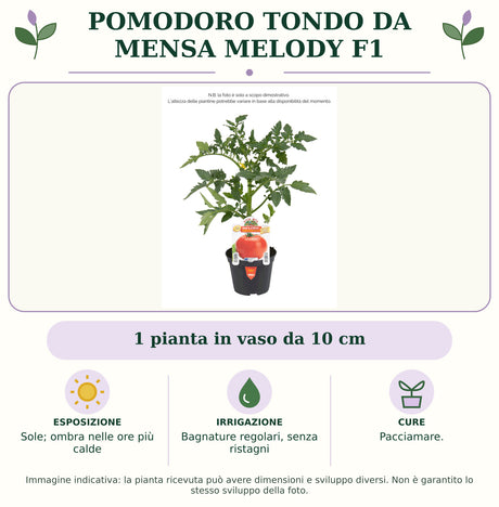 Pomodoro tondo da mensa Melody F1: 1 pianta in vaso da 10 cm. Sole; ombra nelle ore più calde. Bagnature regolari, senza ristagni. Pacciamare.. Immagine indicativa.