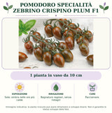 Pomodoro specialità zebrino Crispino Plum F1: 1 pianta in vaso da 10 cm. Sole; ombra nelle ore più calde. Bagnature regolari, senza ristagni. Pacciamare.. Immagine indicativa.
