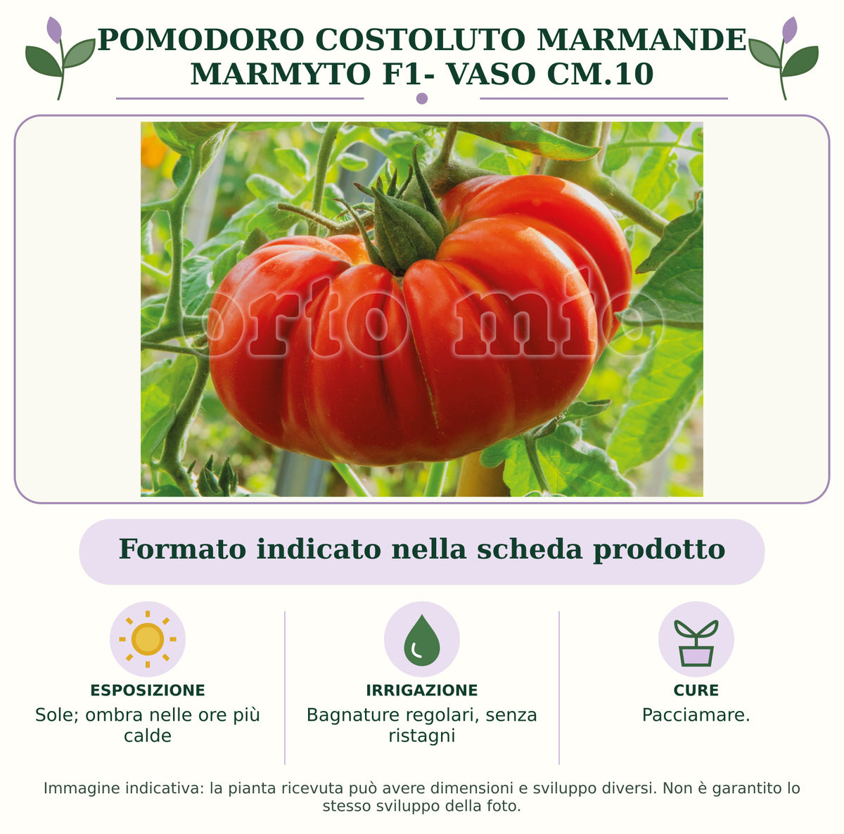Pomodoro costoluto marmande Marmyto F1- Vaso Cm.10: Formato indicato nella scheda prodotto. Sole; ombra nelle ore più calde. Bagnature regolari, senza ristagni. Pacciamare.. Immagine indicativa.
