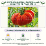 Pomodoro costoluto marmande Marmyto F1- Vaso Cm.10: Formato indicato nella scheda prodotto. Sole; ombra nelle ore più calde. Bagnature regolari, senza ristagni. Pacciamare.. Immagine indicativa.