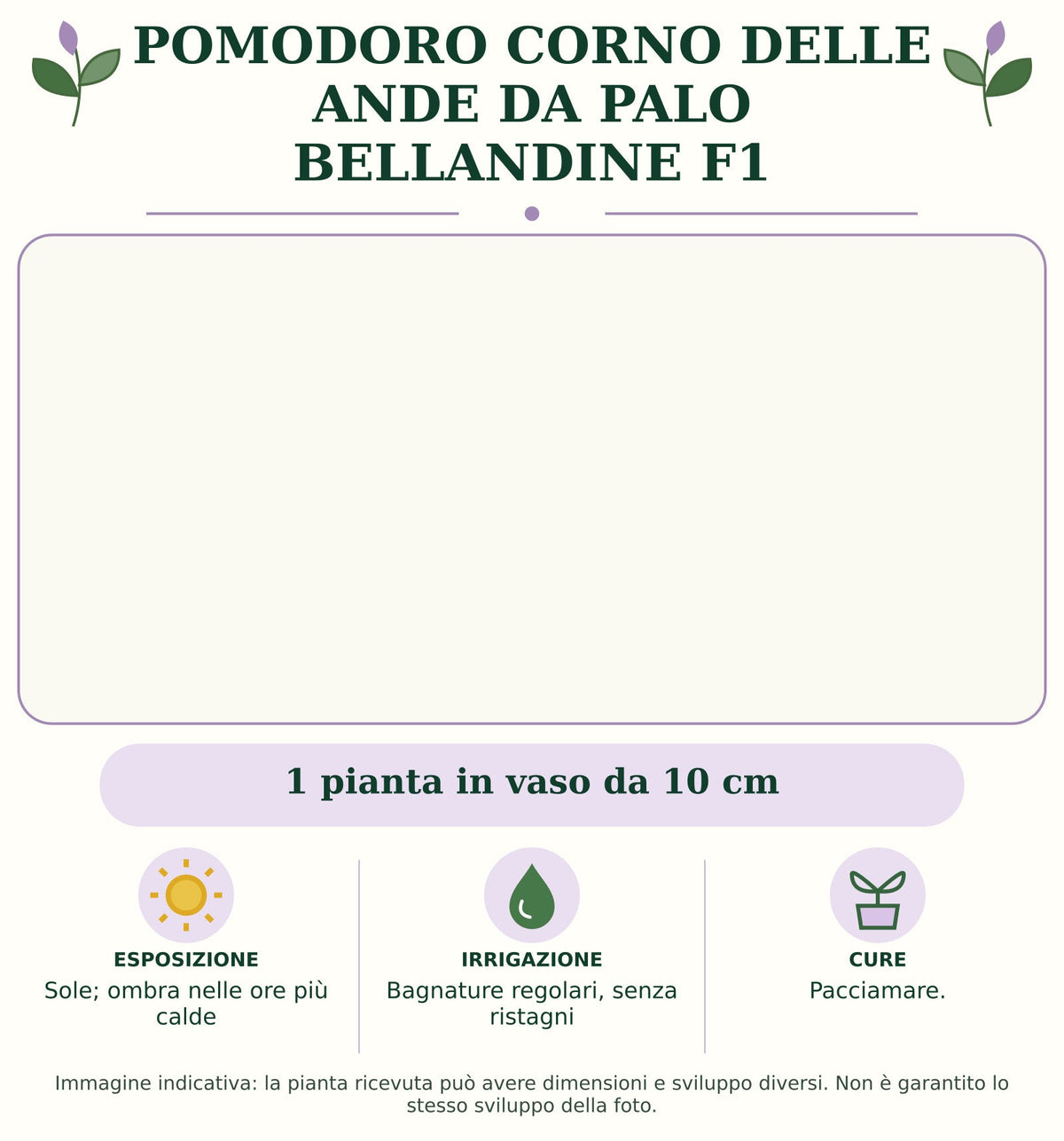 Pomodoro corno delle Ande da palo Bellandine F1: 1 pianta in vaso da 10 cm. Sole; ombra nelle ore più calde. Bagnature regolari, senza ristagni. Pacciamare.. Immagine indicativa.