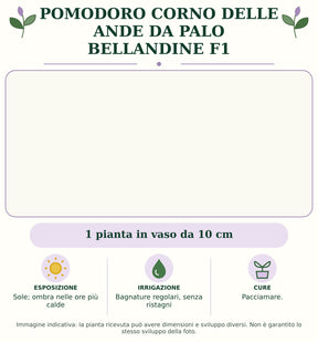 Pomodoro corno delle Ande da palo Bellandine F1: 1 pianta in vaso da 10 cm. Sole; ombra nelle ore più calde. Bagnature regolari, senza ristagni. Pacciamare.. Immagine indicativa.
