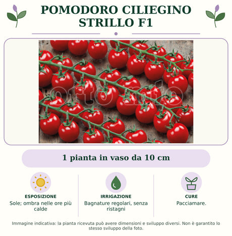 Pomodoro Ciliegino Strillo F1: 1 pianta in vaso da 10 cm. Sole; ombra nelle ore più calde. Bagnature regolari, senza ristagni. Pacciamare.. Immagine indicativa.