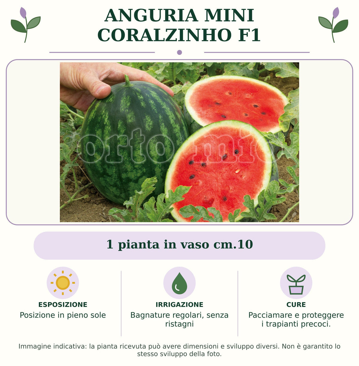 Anguria Mini Coralzinho F1: 1 pianta in vaso cm.10. Posizione in pieno sole. Bagnature regolari, senza ristagni. Pacciamare e proteggere i trapianti precoci.. Immagine indicativa.