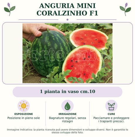 Anguria Mini Coralzinho F1: 1 pianta in vaso cm.10. Posizione in pieno sole. Bagnature regolari, senza ristagni. Pacciamare e proteggere i trapianti precoci.. Immagine indicativa.