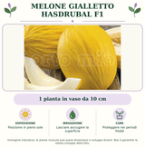 Melone Gialletto Hasdrubal F1: 1 pianta in vaso da 10 cm. Posizione in pieno sole. Lasciare asciugare la superficie. Proteggere nei periodi freddi. Immagine indicativa.