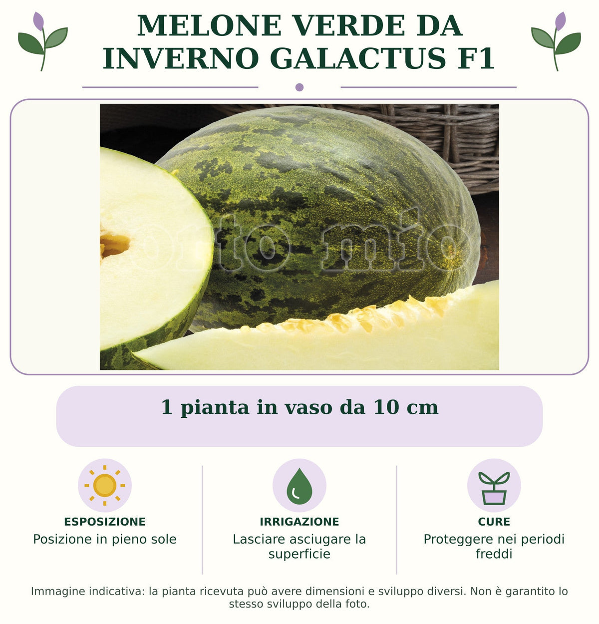 Melone Verde da inverno Galactus F1: 1 pianta in vaso da 10 cm (var. Posizione in pieno sole. Lasciare asciugare la superficie. Proteggere nei periodi freddi. Immagine indicativa.