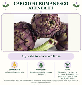 Carciofo Romanesco Atenea F1: 1 pianta in vaso da 10 cm. Posizione in pieno sole. Bagnature regolari, senza ristagni. Eliminare i carducci in eccesso, lasciando 2–3 germogli vigorosi per buca; sarchiare.. Immagine indicativa.