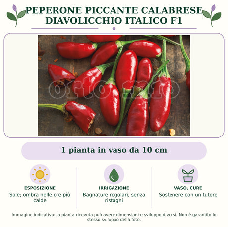 Peperone piccante calabrese diavolicchio Italico F1: 1 pianta in vaso da 10 cm. Sole; ombra nelle ore più calde. Bagnature regolari, senza ristagni. Sostenere con un tutore. Immagine indicativa.
