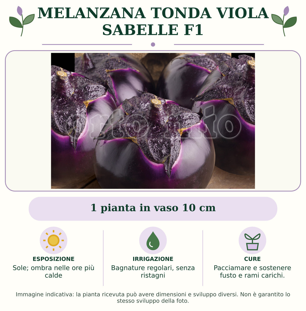 Melanzana tonda viola Sabelle F1: 1 pianta in vaso 10 cm. Sole; ombra nelle ore più calde. Bagnature regolari, senza ristagni. Pacciamare e sostenere fusto e rami carichi.. Immagine indicativa.