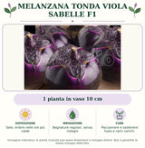 Melanzana tonda viola Sabelle F1: 1 pianta in vaso 10 cm. Sole; ombra nelle ore più calde. Bagnature regolari, senza ristagni. Pacciamare e sostenere fusto e rami carichi.. Immagine indicativa.
