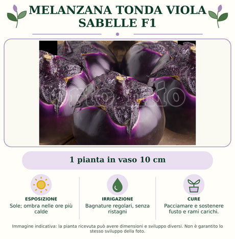 Melanzana tonda viola Sabelle F1: 1 pianta in vaso 10 cm. Sole; ombra nelle ore più calde. Bagnature regolari, senza ristagni. Pacciamare e sostenere fusto e rami carichi.. Immagine indicativa.
