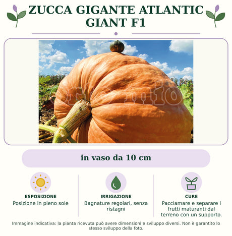 Zucca gigante Atlantic Giant F1: in vaso da 10 cm. Posizione in pieno sole. Bagnature regolari, senza ristagni. Pacciamare e separare i frutti maturanti dal terreno con un supporto.. Immagine indicativa.