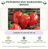 Peperoncino Habanero rosso: 1 pianta in vaso da 10 cm. Sole; ombra nelle ore più calde. Bagnature regolari, senza ristagni. Sostenere con un tutore. Immagine indicativa.