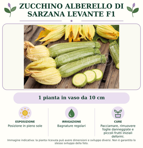 Zucchino alberello di Sarzana Levante F1: 1 pianta in vaso da 10 cm. Posizione in pieno sole. Bagnature regolari. Pacciamare, rimuovere foglie danneggiate e piccoli frutti iniziali deformi.. Immagine indicativa.