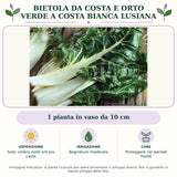 Bietola da costa e orto verde a costa bianca Lusiana: 1 pianta in vaso da 10 cm. Sole; ombra nelle ore più calde. Bagnature moderate. Proteggere nei periodi freddi. Immagine indicativa.