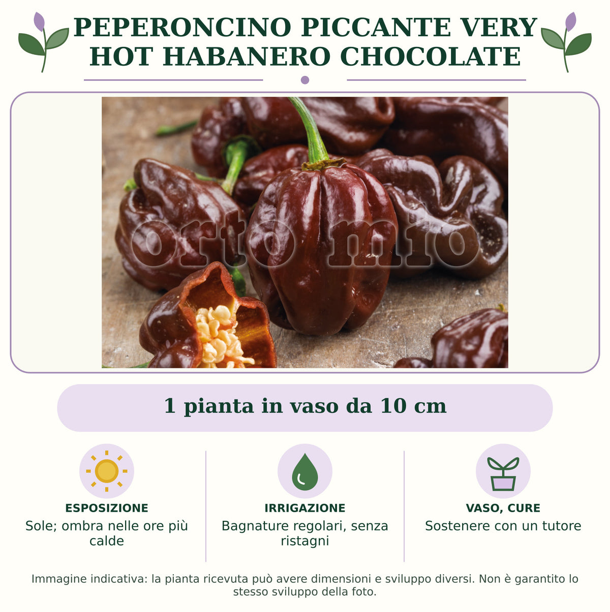 Peperoncino piccante VERY HOT Habanero chocolate: 1 pianta in vaso da 10 cm. Sole; ombra nelle ore più calde. Bagnature regolari, senza ristagni. Sostenere con un tutore. Immagine indicativa.