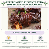 Peperoncino piccante VERY HOT Habanero chocolate: 1 pianta in vaso da 10 cm. Sole; ombra nelle ore più calde. Bagnature regolari, senza ristagni. Sostenere con un tutore. Immagine indicativa.