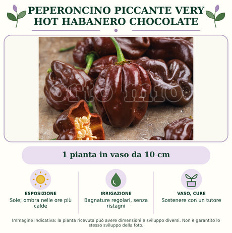 Peperoncino piccante VERY HOT Habanero chocolate: 1 pianta in vaso da 10 cm. Sole; ombra nelle ore più calde. Bagnature regolari, senza ristagni. Sostenere con un tutore. Immagine indicativa.