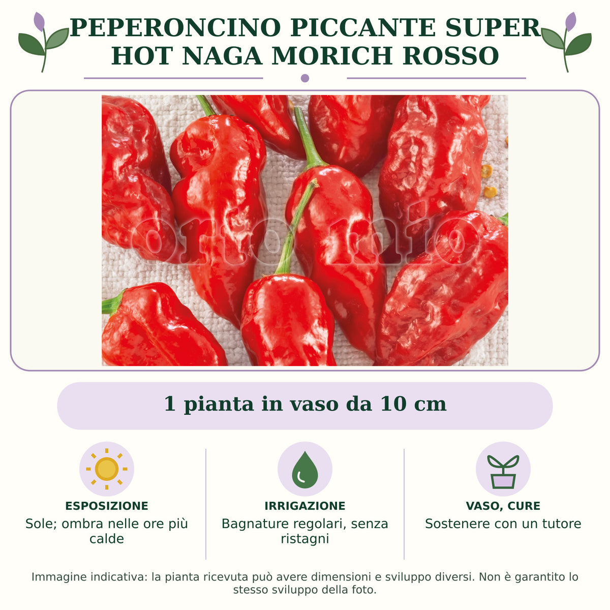Peperoncino piccante SUPER HOT Naga Morich rosso: 1 pianta in vaso da 10 cm. Sole; ombra nelle ore più calde. Bagnature regolari, senza ristagni. Sostenere con un tutore. Immagine indicativa.