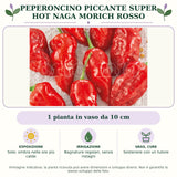 Peperoncino piccante SUPER HOT Naga Morich rosso: 1 pianta in vaso da 10 cm. Sole; ombra nelle ore più calde. Bagnature regolari, senza ristagni. Sostenere con un tutore. Immagine indicativa.