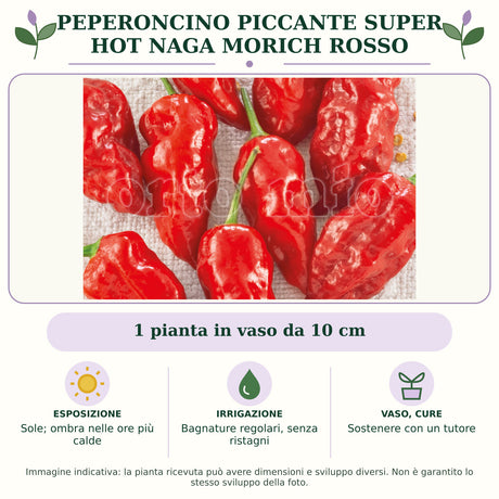 Peperoncino piccante SUPER HOT Naga Morich rosso: 1 pianta in vaso da 10 cm. Sole; ombra nelle ore più calde. Bagnature regolari, senza ristagni. Sostenere con un tutore. Immagine indicativa.