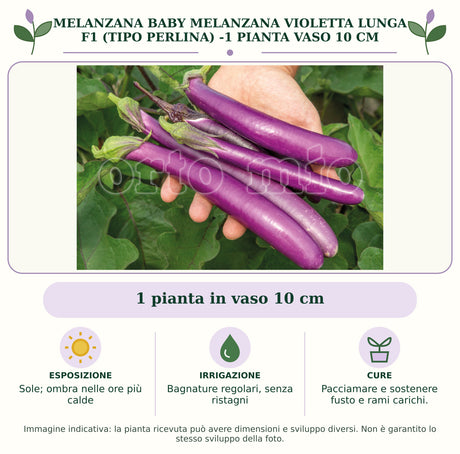 Melanzana baby melanzana Violetta lunga F1 (tipo perlina) -1 pianta vaso 10 cm: 1 pianta in vaso 10 cm. Sole; ombra nelle ore più calde. Bagnature regolari, senza ristagni. Pacciamare e sostenere fusto e rami carichi.. Immagine indicativa.