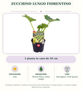 Zucchino lungo fiorentino: 1 pianta in vaso da 10 cm. Sole. Terreno fresco, senza ristagni. Raccogliere i frutti giovani. Immagine indicativa.
