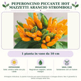 Peperoncino piccante hot Mazzetti arancio Stromboli: 1 pianta in vaso da 10 cm. Sole; ombra nelle ore più calde. Bagnature regolari, senza ristagni. Sostenere con un tutore. Immagine indicativa.