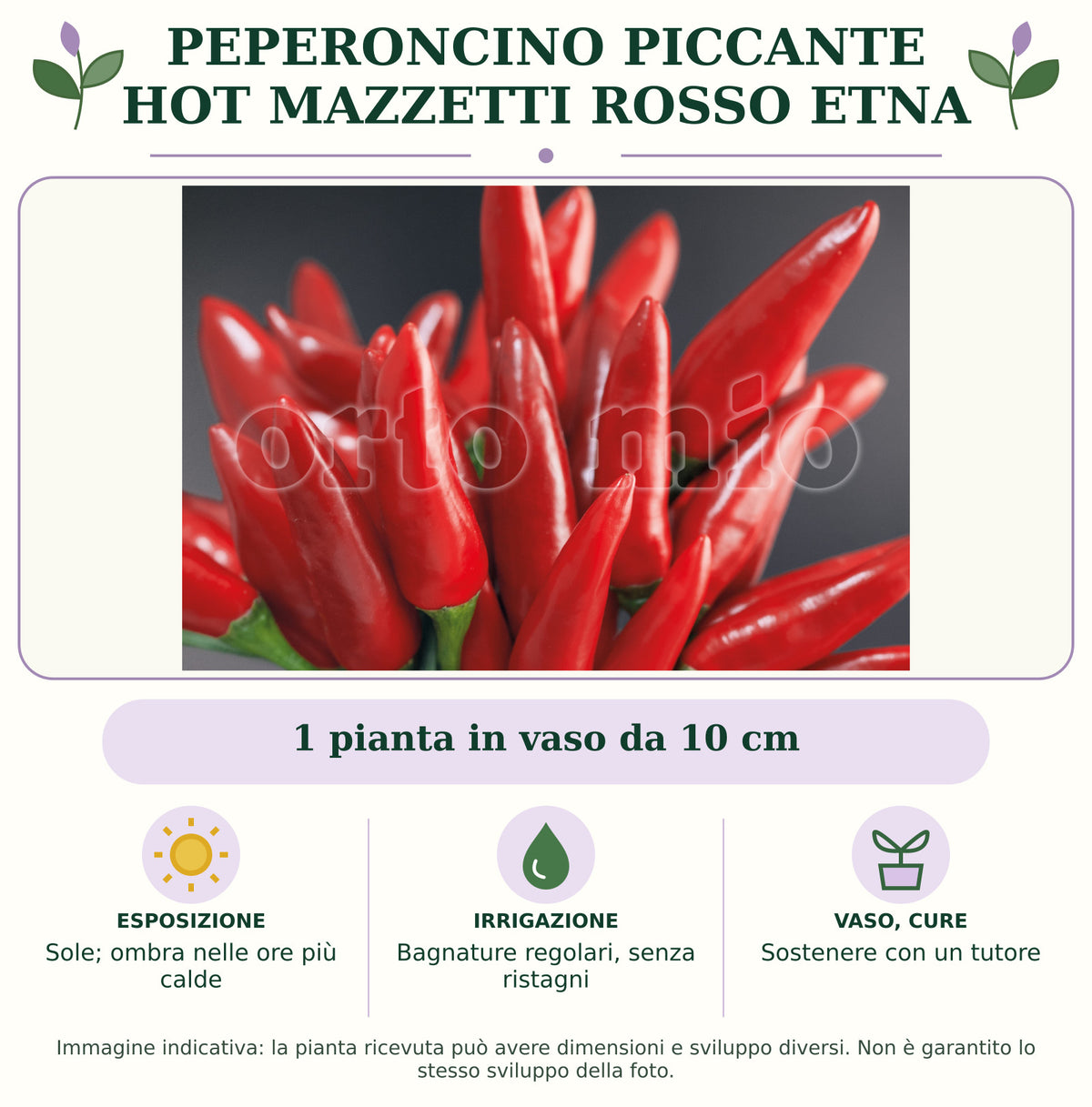 Peperoncino piccante HOT mazzetti rosso Etna: 1 pianta in vaso da 10 cm. Sole; ombra nelle ore più calde. Bagnature regolari, senza ristagni. Sostenere con un tutore. Immagine indicativa.