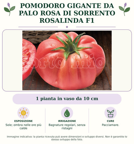 Pomodoro Gigante da palo Rosa di Sorrento Rosalinda F1: 1 pianta in vaso da 10 cm. Sole; ombra nelle ore più calde. Bagnature regolari, senza ristagni. Pacciamare.. Immagine indicativa.