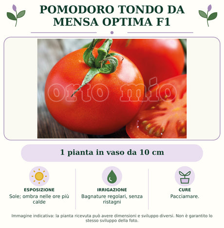 Pomodoro tondo da mensa Optima F1: 1 pianta in vaso da 10 cm. Sole; ombra nelle ore più calde. Bagnature regolari, senza ristagni. Pacciamare.. Immagine indicativa.