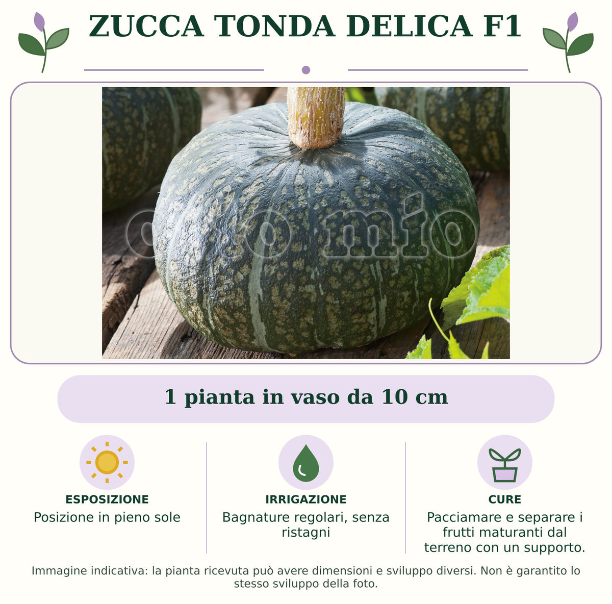 Zucca tonda Delica F1: 1 pianta in vaso da 10 cm. Posizione in pieno sole. Bagnature regolari, senza ristagni. Pacciamare e separare i frutti maturanti dal terreno con un supporto.. Immagine indicativa.