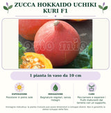 Zucca Hokkaido Uchiki Kuri F1: 1 pianta in vaso da 10 cm. Posizione in pieno sole. Bagnature regolari, senza ristagni. Pacciamare e separare i frutti maturanti dal terreno con un supporto.. Immagine indicativa.