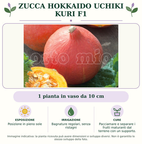 Zucca Hokkaido Uchiki Kuri F1: 1 pianta in vaso da 10 cm. Posizione in pieno sole. Bagnature regolari, senza ristagni. Pacciamare e separare i frutti maturanti dal terreno con un supporto.. Immagine indicativa.